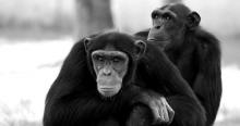 pesquisa macacos e espelhos, teste macacos e espelhos, estudo macacos espelhos, pesquisa neurociencia, macacos e espelhos